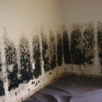 Mold-Removal-Tinley-Park