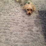 Tinley-Park-Dog-carpet-clean